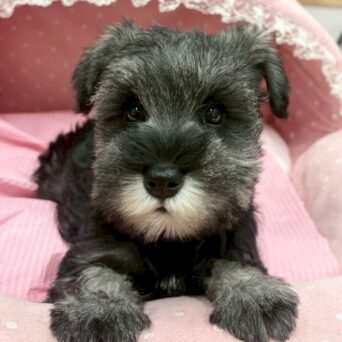 ミニチュアシュナウザー　フィズ・１ちゃんサムネイル