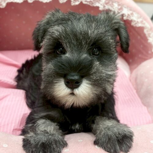 ミニチュアシュナウザー　フィズ・１ちゃん