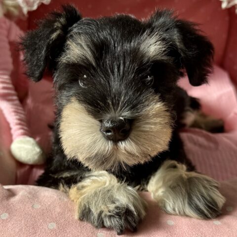 ミニチュアシュナウザー　マリコ・１ちゃん