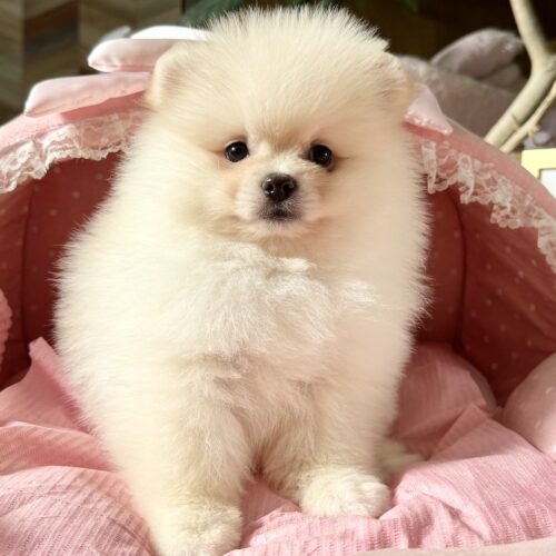 ポメラニアン　スコーン・１くん