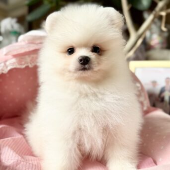 ポメラニアン　スコーン・２くんサムネイル