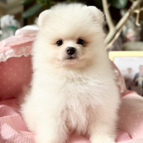 ポメラニアン　スコーン・２くん