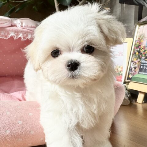 マルチーズ　りねん・１ちゃん