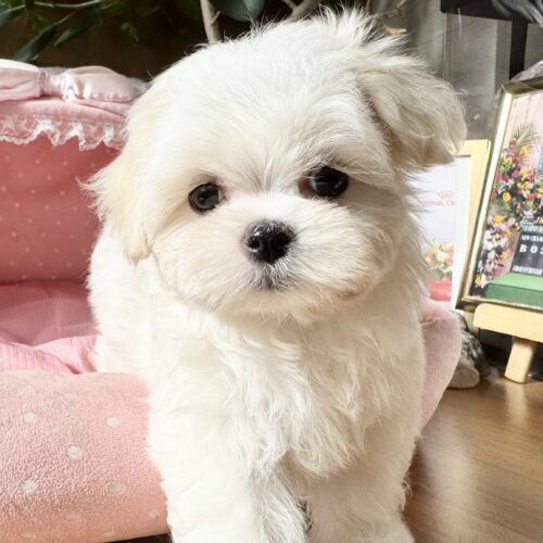 マルチーズ　りねん・１ちゃん