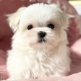 マルチーズ　りねん・２ちゃんサムネイル