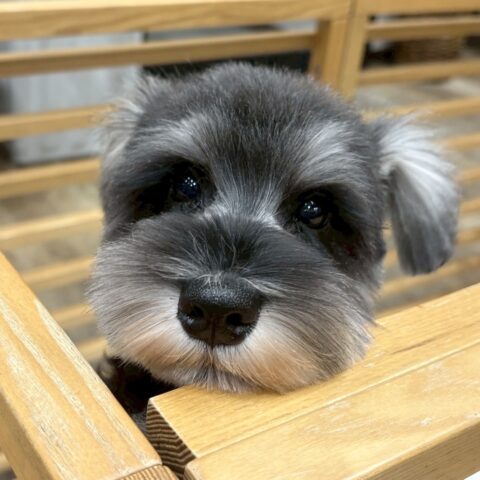 ミニチュアシュナウザー　かな・３ちゃん