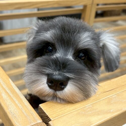 ミニチュアシュナウザー　かな・３ちゃん