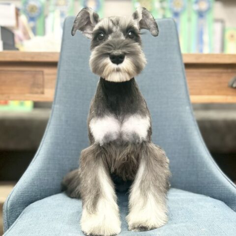 ミニチュアシュナウザー　レア・３ちゃん