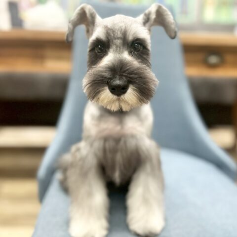 ミニチュアシュナウザー　レア・２ちゃん