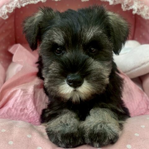 ミニチュアシュナウザー　かな・２くん