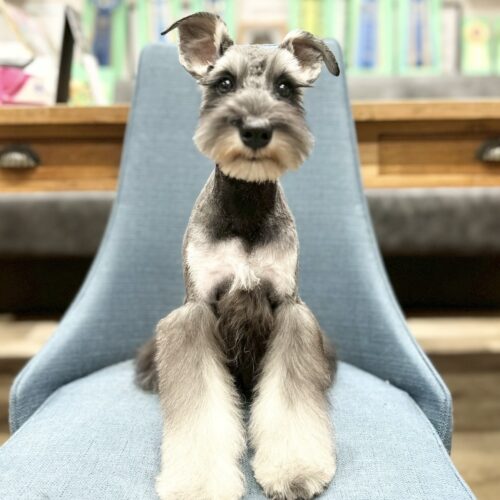 ミニチュアシュナウザー　かな・１くん