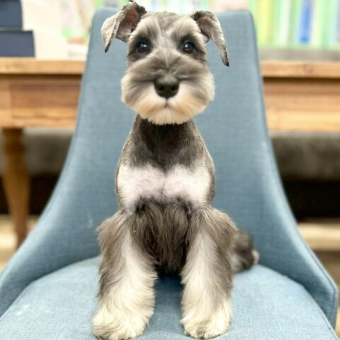 ミニチュアシュナウザー　フィズ・１ちゃん