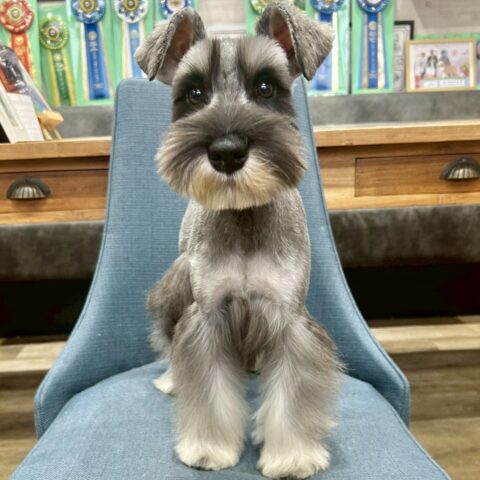 ミニチュアシュナウザー　レア・２ちゃん