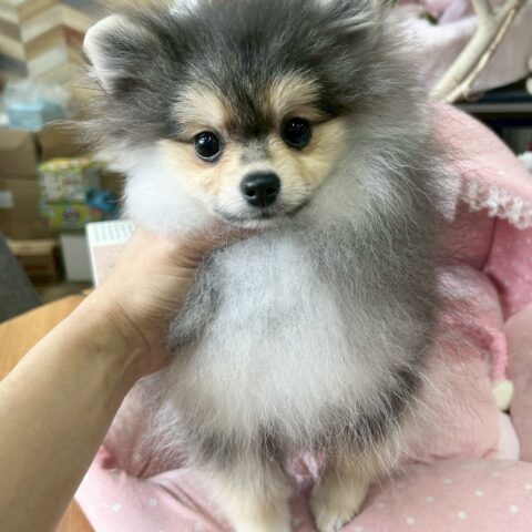 ポメラニアン　ココ・１ちゃん