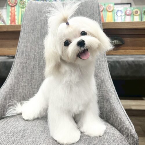 マルチーズ　りねん・１ちゃん