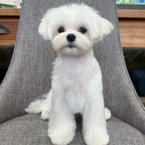 マルチーズ　りねん・１ちゃん