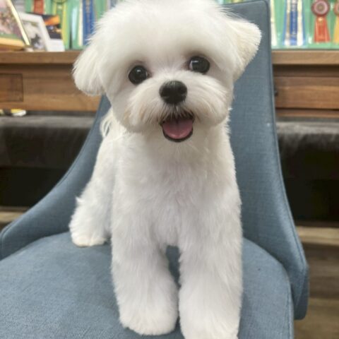 マルチーズ　りねん・１ちゃん