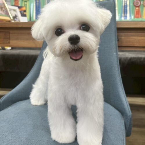マルチーズ　りねん・１ちゃん