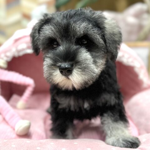 ミニチュアシュナウザー　かな・３ちゃん