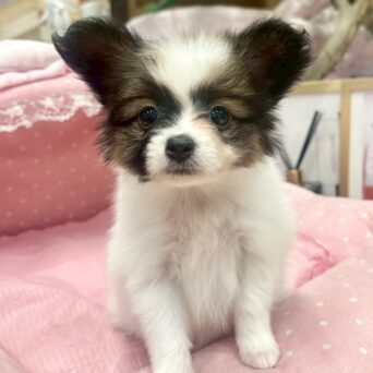 パピヨン　ルチル・１ちゃんサムネイル