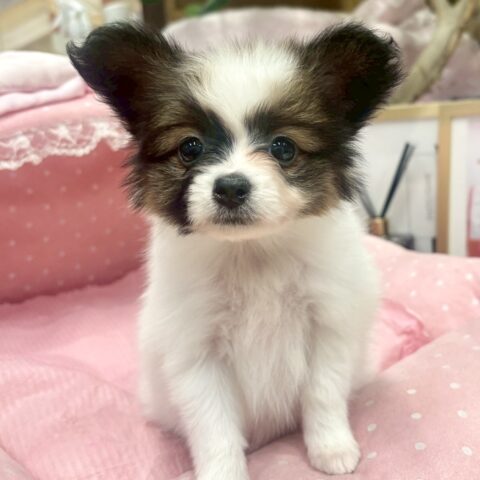 パピヨン　ルチル・１ちゃん