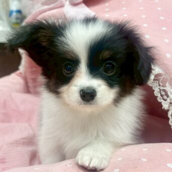 パピヨン　ゆか・２ちゃんサムネイル