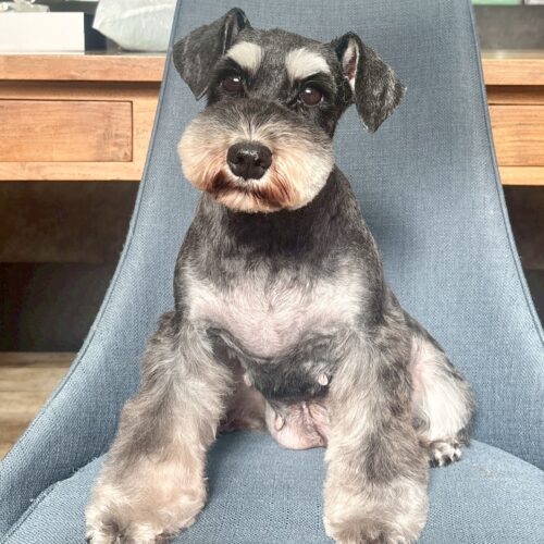 お母さん卒業犬　Sちゃん