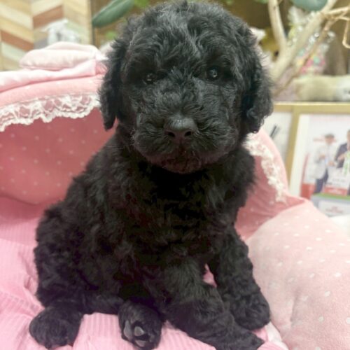 スタンダード　プードル　びじゅ・２ちゃん