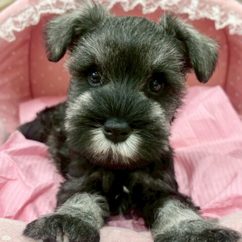 ミニチュアシュナウザー　レア・１くん