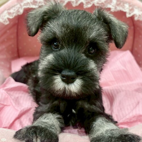 ミニチュアシュナウザー　レア・１くん