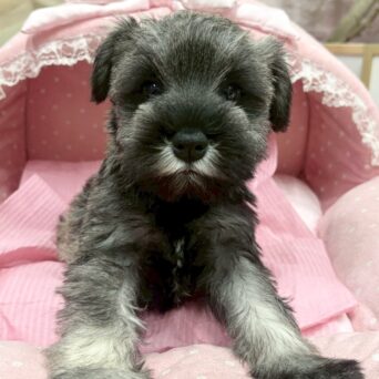 ミニチュアシュナウザー　レア・２ちゃんサムネイル