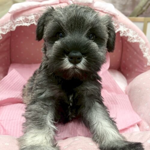 ミニチュアシュナウザー　レア・２ちゃん