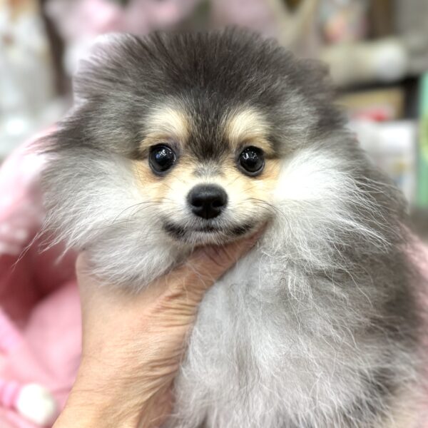 ポメラニアン ココ・1ちゃん | 【公式】子犬のブリーダー・ミニチュア