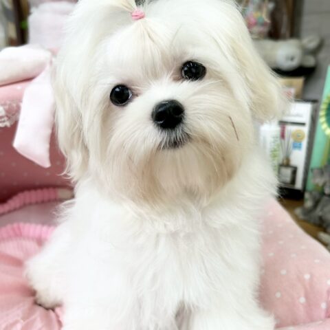 マルチーズ　りねん・１ちゃん