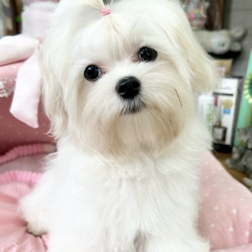 マルチーズ　りねん・１ちゃん