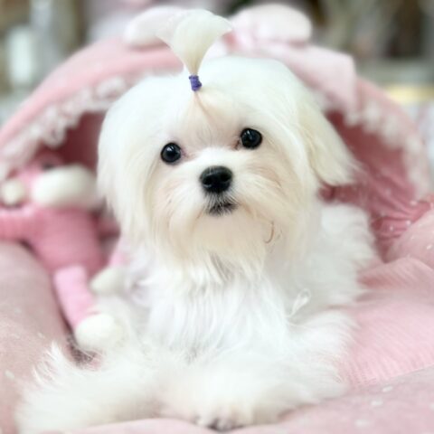 マルチーズ　りねん・２ちゃん