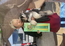 DOGショーで頑張りました！サムネイル