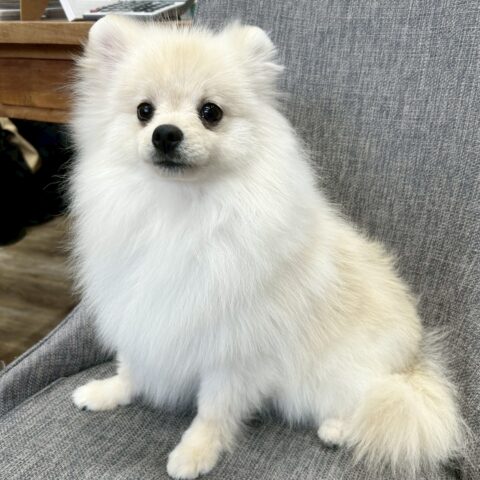 ポメラニアン　ココ・３くん