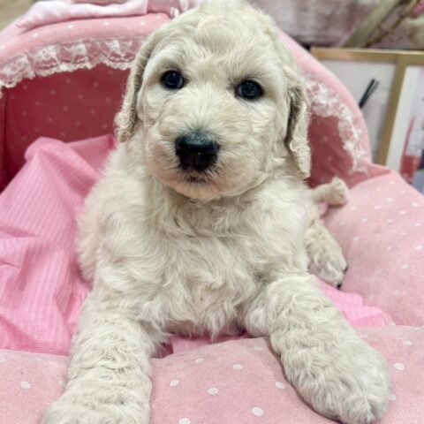 スタンダード　プードル　びじゅ・１くん