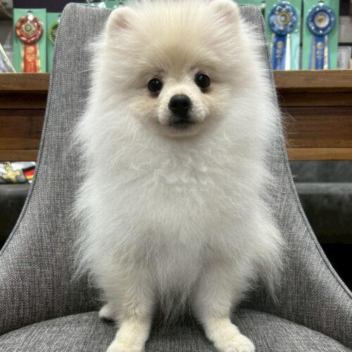 ポメラニアン　ココ・３くん