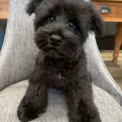 ミニチュアシュナウザー　天音・１くん