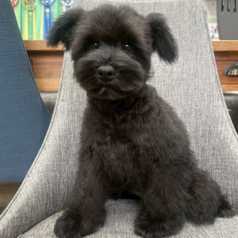 ミニチュアシュナウザー　天音・２ちゃん