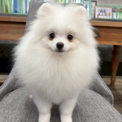 ポメラニアン　まあちゃん・３ちゃん