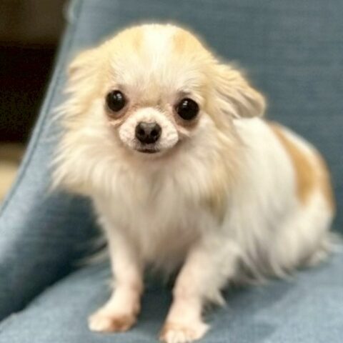 里親様募集　チワワ　Rちゃんサムネイル