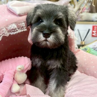 ミニチュアシュナウザー　かんな・３くんサムネイル