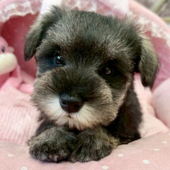 ミニチュアシュナウザー　ポピー・１くんサムネイル