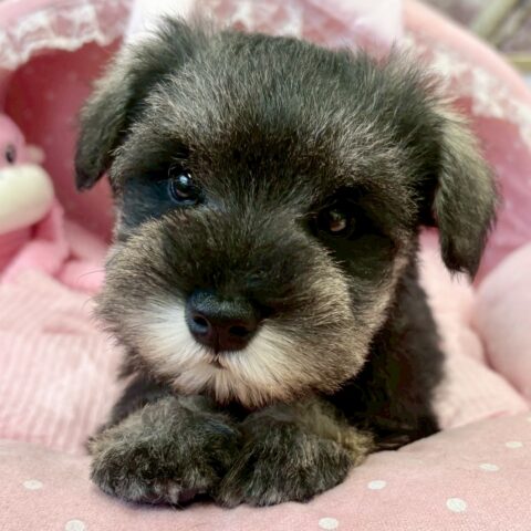 ミニチュアシュナウザー　ポピー・１くん