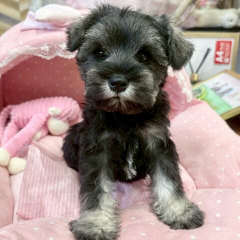 ミニチュアシュナウザー　さとり・１ちゃん