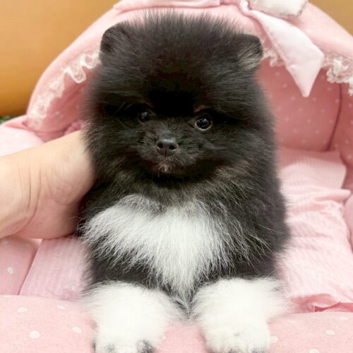 ポメラニアン　ロン・１くん