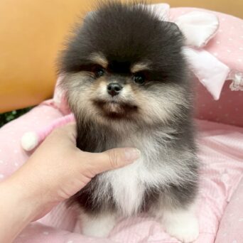 ポメラニアン　ロン・２くんサムネイル